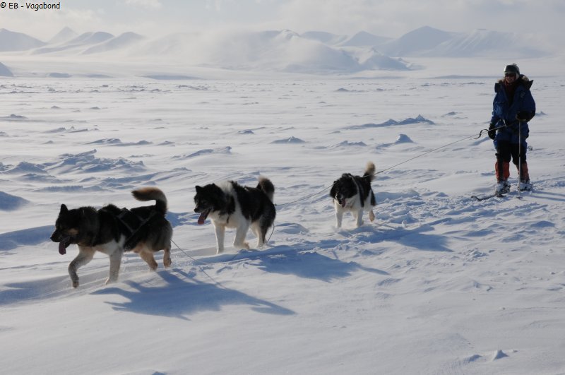 274 France ski chiens