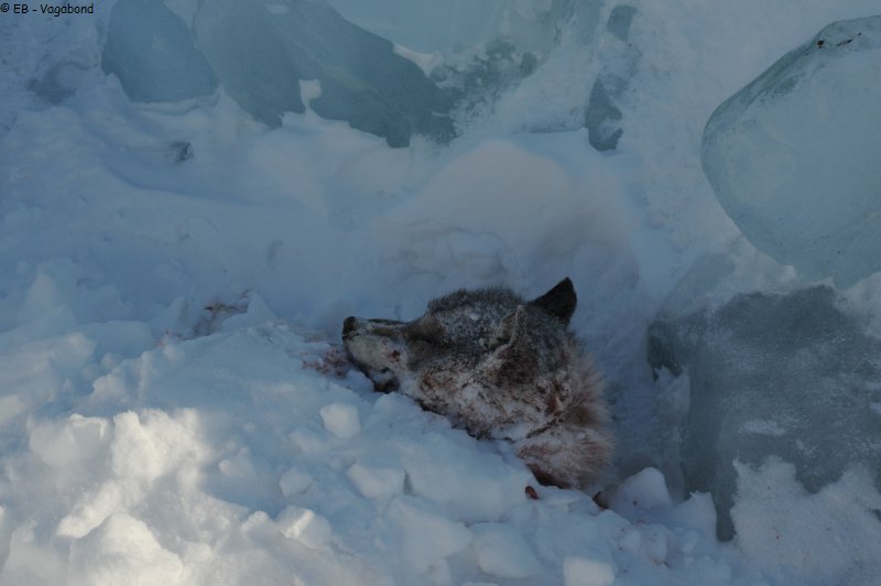 300 Zagrey repose au pied iceberg