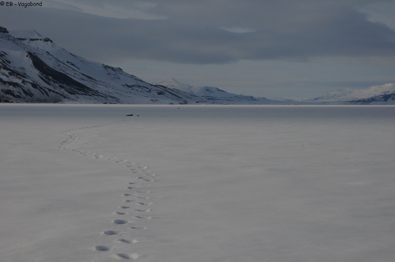 407 Dans les pas de l ours vers phoques