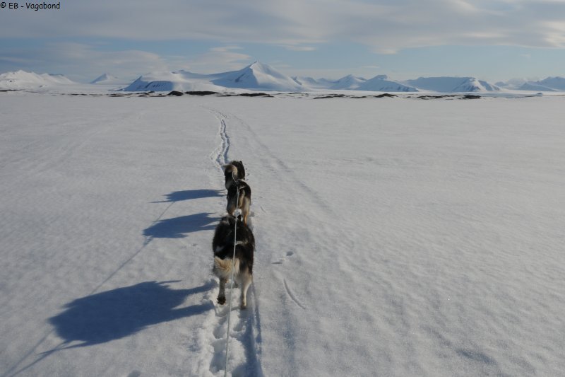 411 Ski chiens