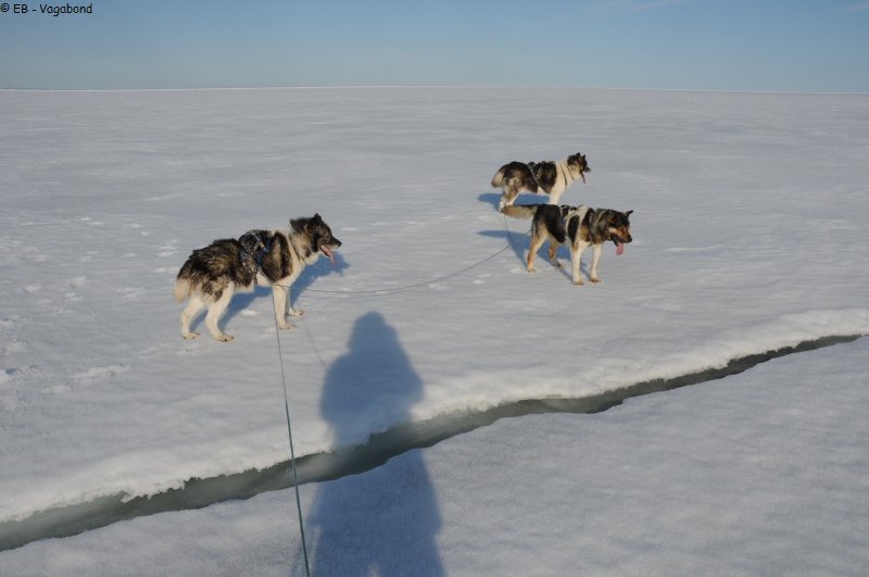412 Chiens perplexes devant fracture