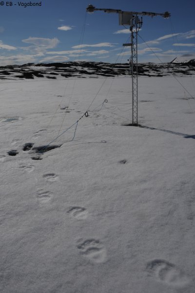 450 Traces ours mat radiometres