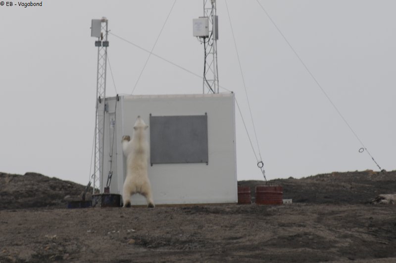 501 Ours cabane