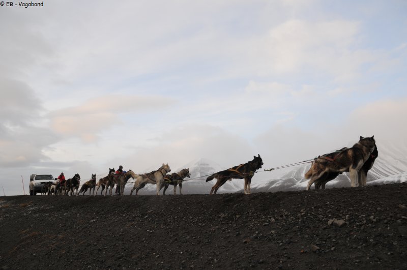 127 chiens pour remorquer pickup